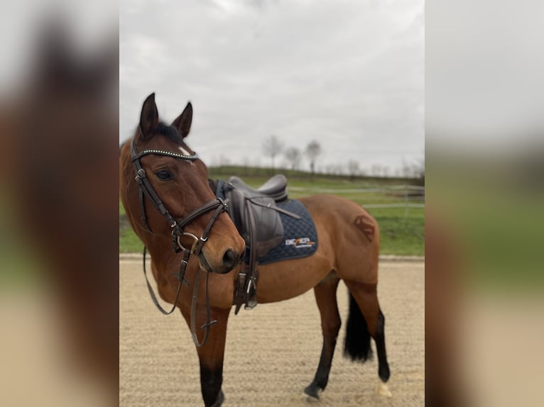 Westfaliano Caballo castrado 19 años 163 cm Castaño in Bad Birnbach