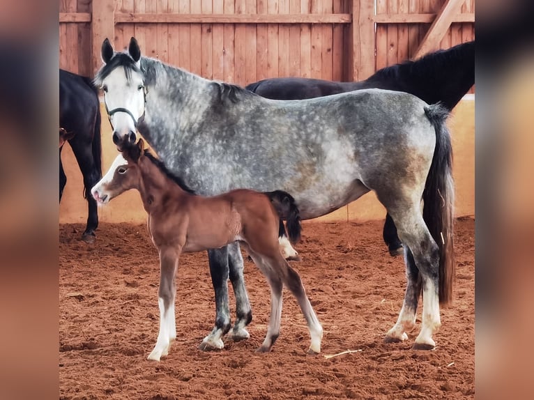 Westfaliano Caballo castrado 1 año 167 cm Tordo in Frankenberg (Eder)