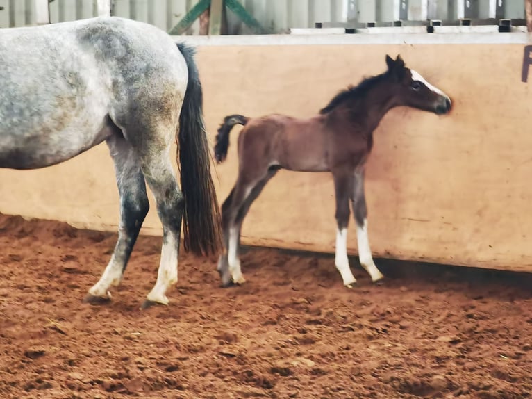 Westfaliano Caballo castrado 1 año 167 cm Tordo in Frankenberg (Eder)