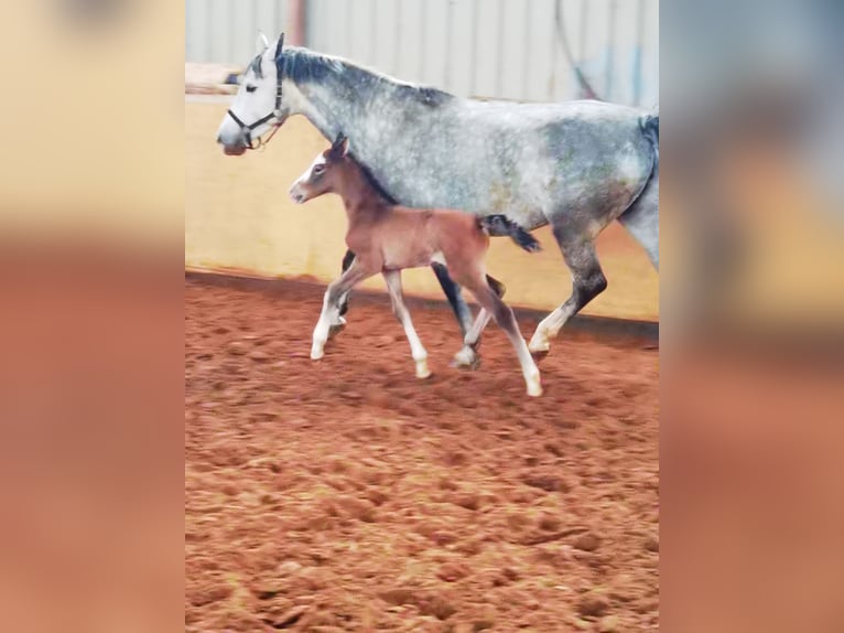 Westfaliano Caballo castrado 1 año 167 cm Tordo in Frankenberg (Eder)