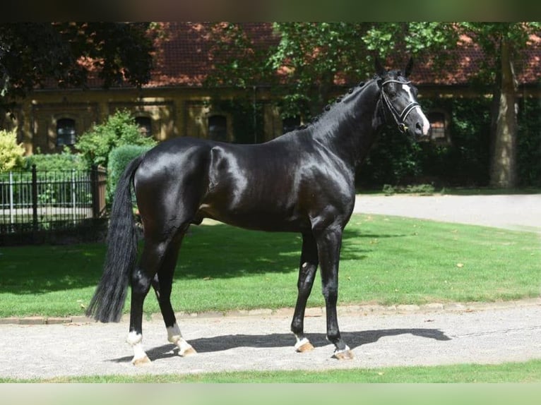 Westfaliano Caballo castrado 1 año 168 cm Castaño oscuro in Cashion