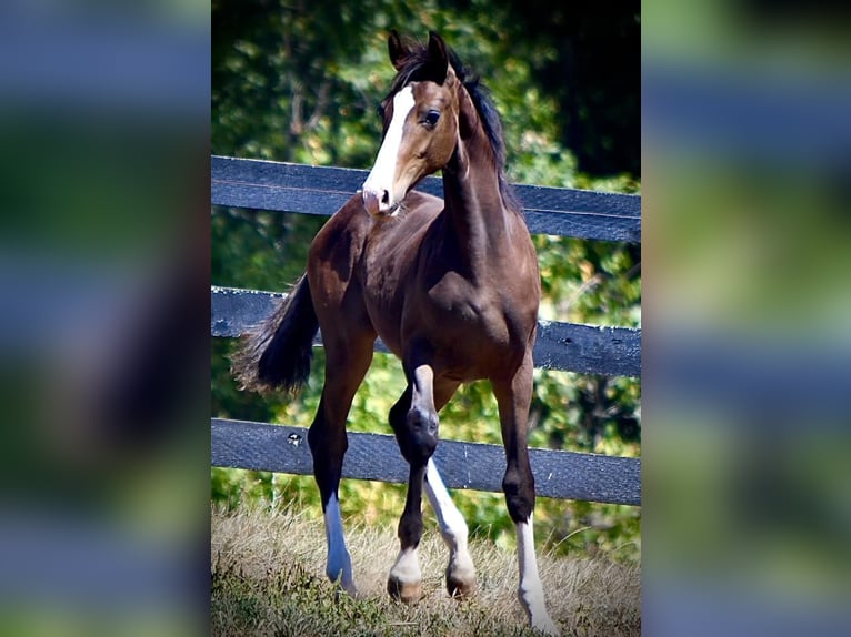 Westfaliano Caballo castrado 1 año 168 cm Castaño oscuro in Cashion