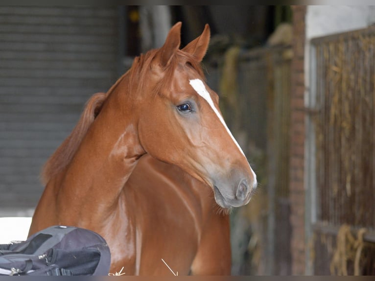 Westfaliano Caballo castrado 1 año Alazán in Herzebrock-Clarholz