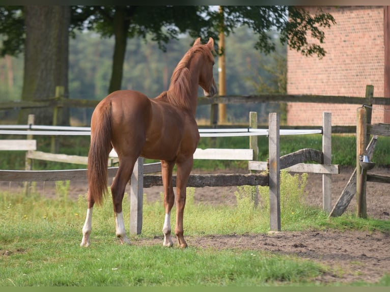 Westfaliano Caballo castrado 1 año Alazán in Herzebrock-Clarholz