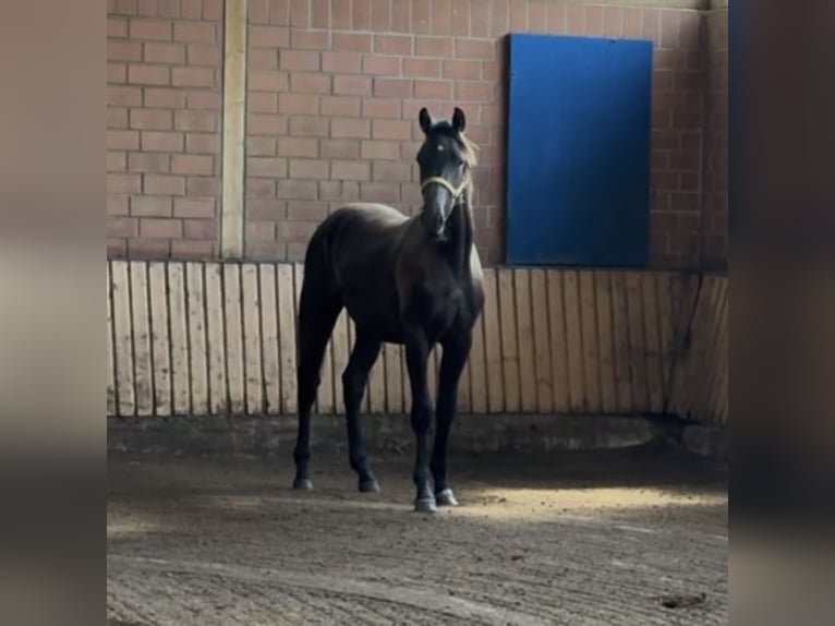 Westfaliano Caballo castrado 1 año in Salzbergen