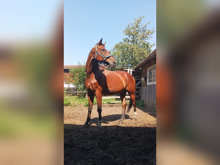 Westfaliano Caballo castrado 20 años 176 cm Alazán-tostado in Rottenburg an der Laaber