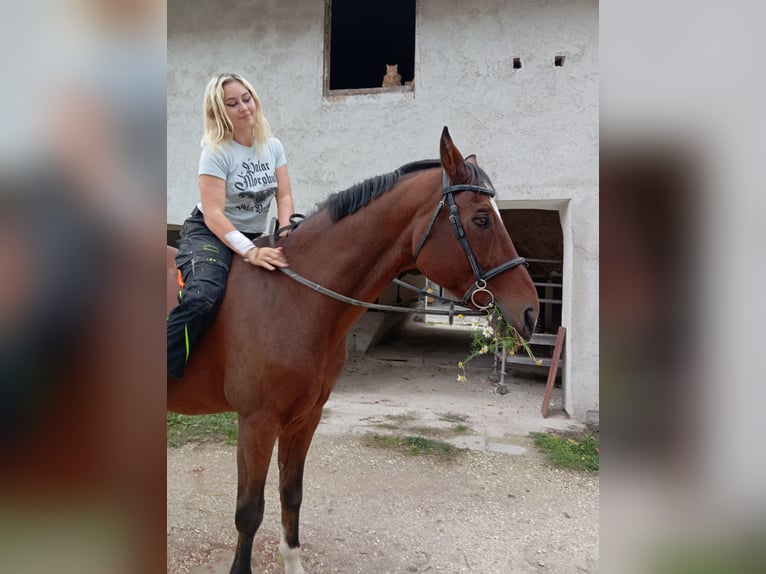 Westfaliano Caballo castrado 20 años 176 cm Alazán-tostado in Rottenburg an der Laaber