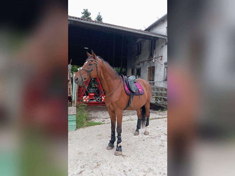 Westfaliano Caballo castrado 20 años 176 cm Alazán-tostado in Rottenburg an der Laaber