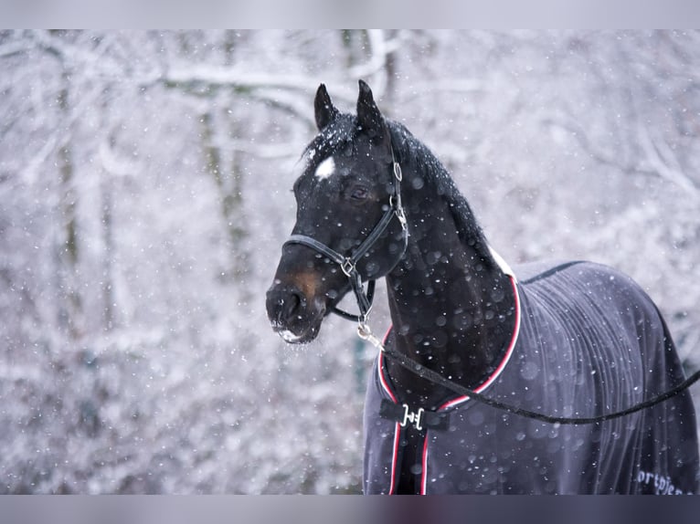 Westfaliano Caballo castrado 21 años 167 cm Castaño oscuro in Leverkusen