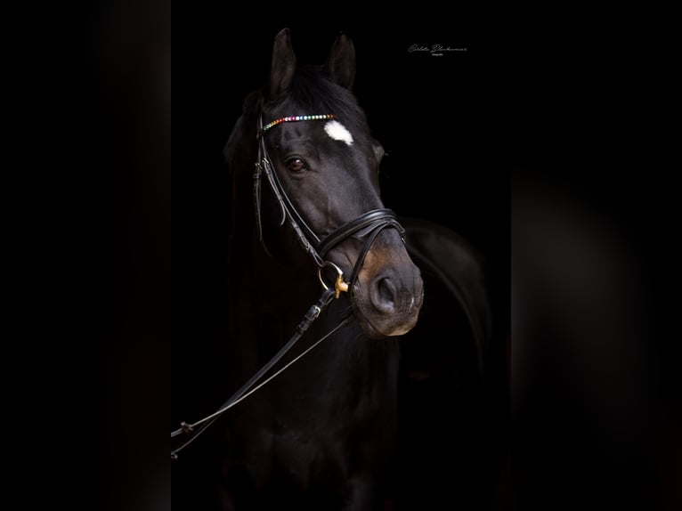 Westfaliano Caballo castrado 21 años 167 cm Castaño oscuro in Leverkusen