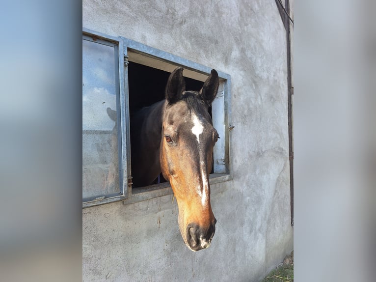 Westfaliano Caballo castrado 23 años 162 cm Castaño oscuro in Hamm