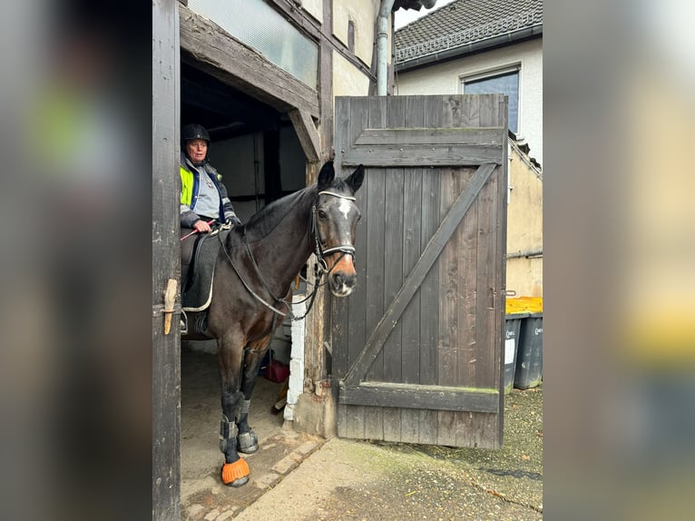 Westfaliano Caballo castrado 23 años 162 cm Castaño oscuro in Hamm