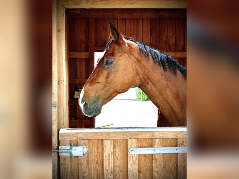 Westfaliano Caballo castrado 24 años 172 cm Castaño in Rosendahl