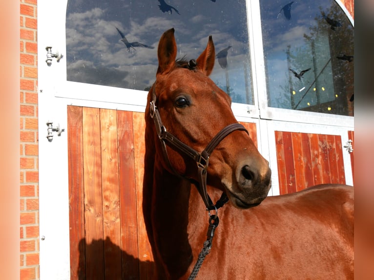 Westfaliano Caballo castrado 2 años 164 cm Castaño in Dorsten