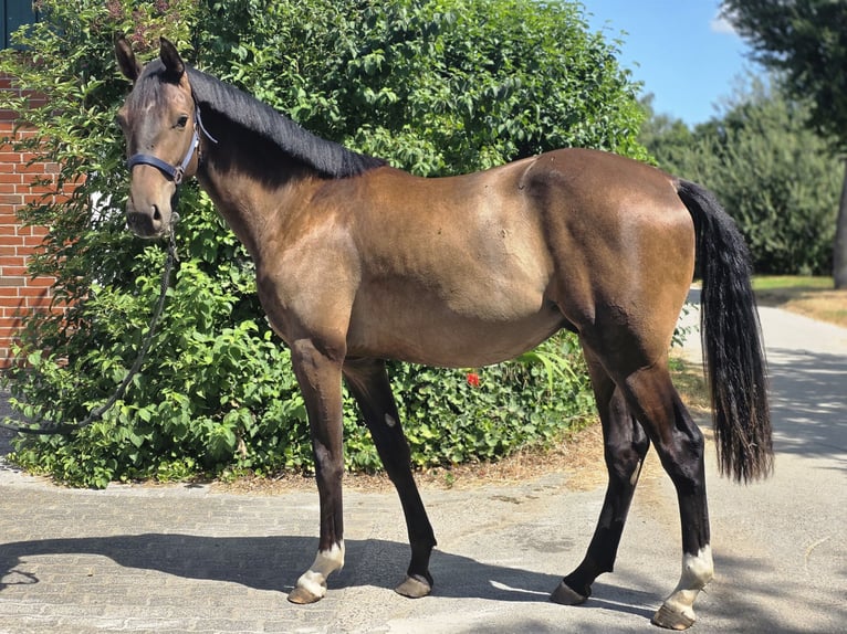 Westfaliano Caballo castrado 2 años 165 cm Castaño oscuro in Dorsten
