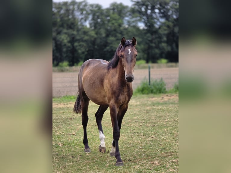 Westfaliano Caballo castrado 2 años 165 cm Castaño oscuro in Dorsten