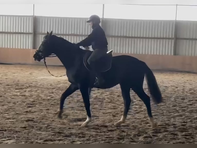 Westfaliano Caballo castrado 2 años 165 cm Tordillo negro in Gosheim