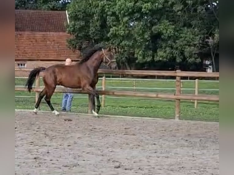Westfaliano Caballo castrado 2 años 167 cm Castaño oscuro in Senden