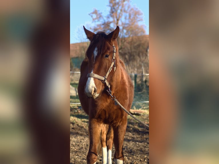 Westfaliano Caballo castrado 2 años 168 cm Alazán in Freiberg