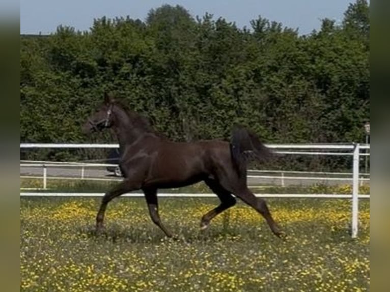 Westfaliano Caballo castrado 2 años 168 cm Alazán-tostado in Überherrn