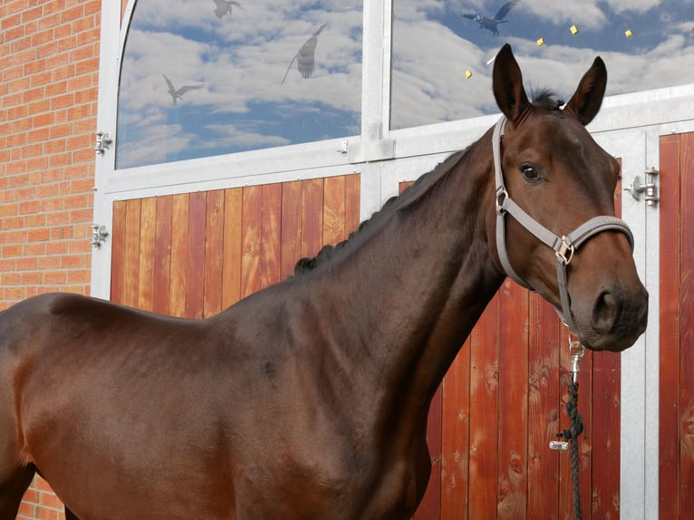 Westfaliano Caballo castrado 2 años 168 cm in Dorsten