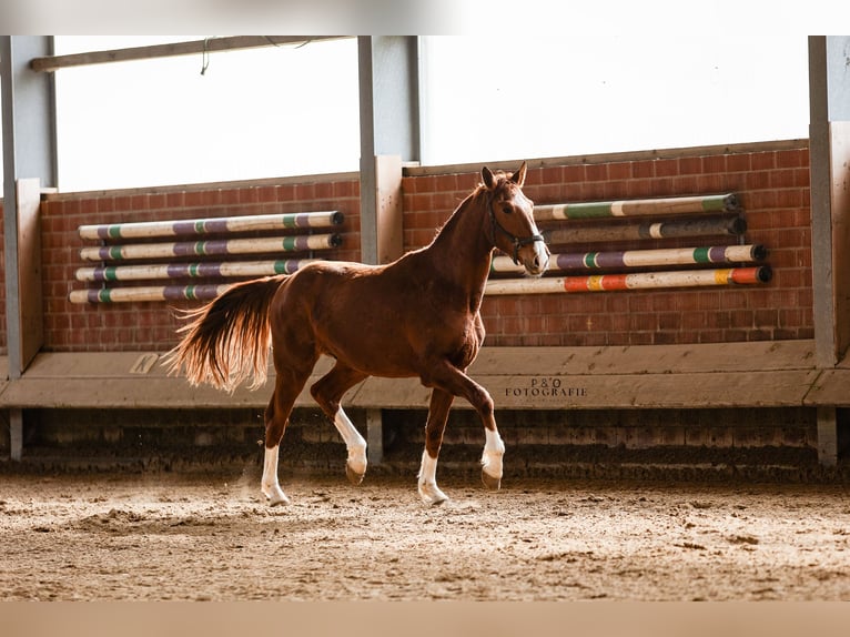 Westfaliano Caballo castrado 2 años 170 cm Alazán in Marl
