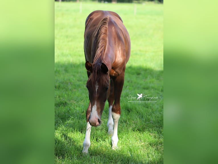Westfaliano Caballo castrado 2 años 170 cm Alazán-tostado in Neuenkirchen-V&#xF6;rden