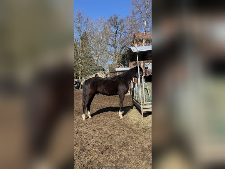 Westfaliano Caballo castrado 2 años 170 cm Negro in Neuberg