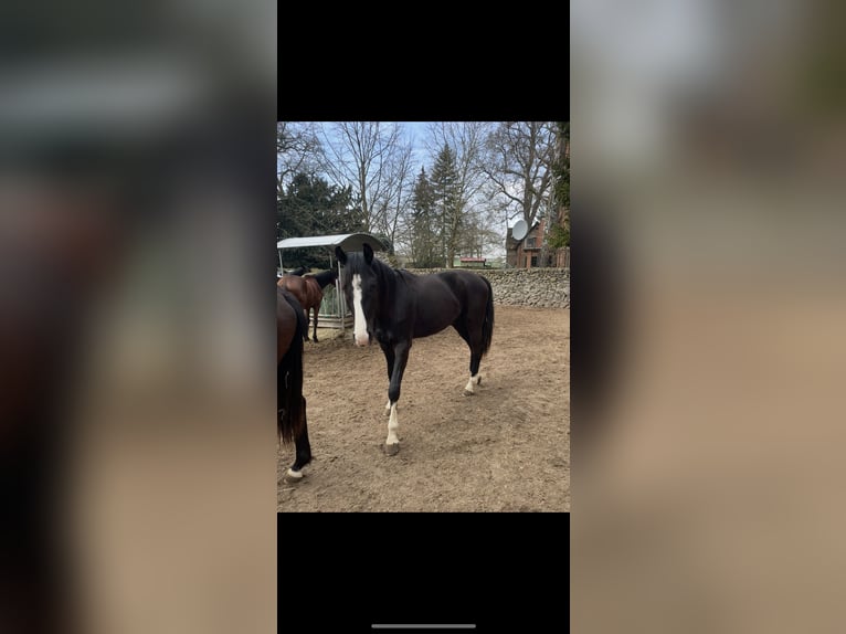 Westfaliano Caballo castrado 2 años 170 cm Negro in Neuberg
