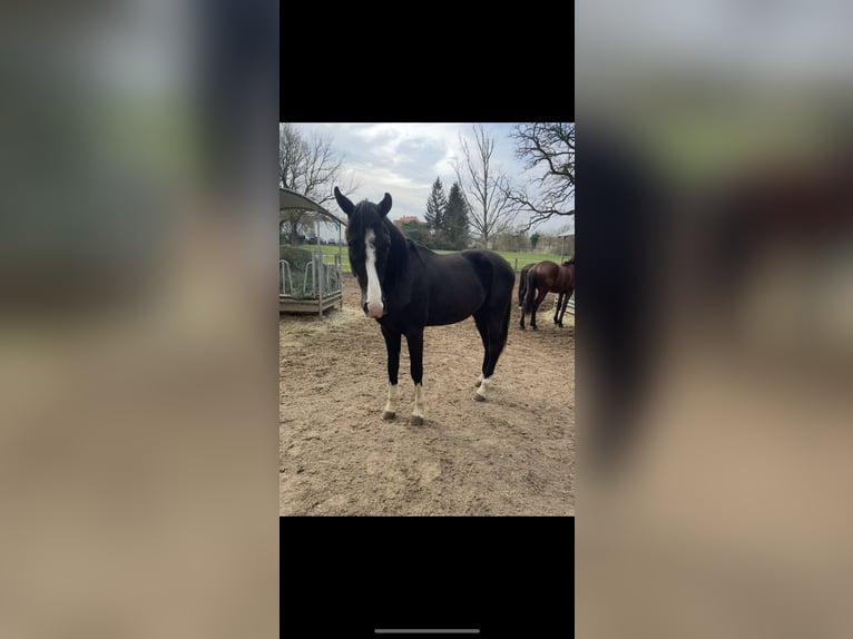 Westfaliano Caballo castrado 2 años 170 cm Negro in Neuberg