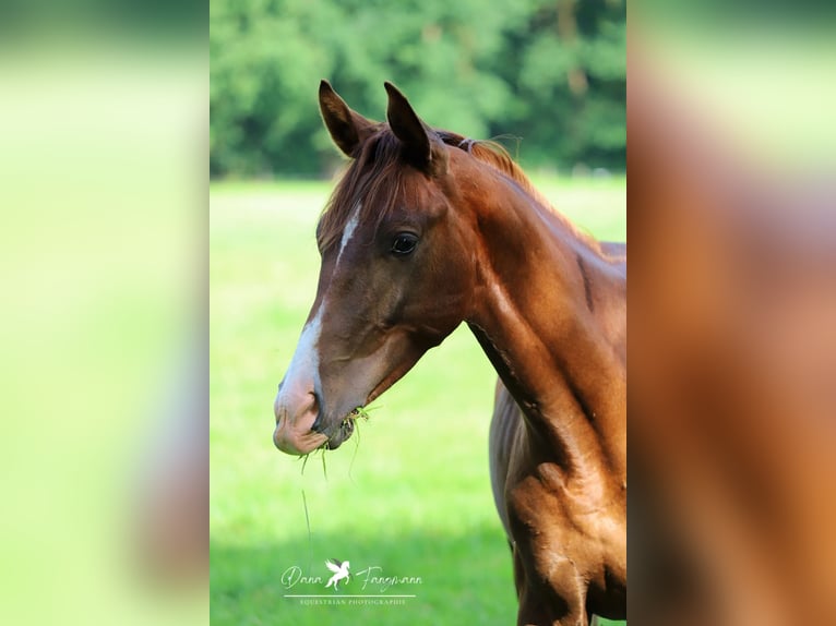 Westfaliano Caballo castrado 2 años 172 cm Alazán-tostado in Neuenkirchen-V&#xF6;rden