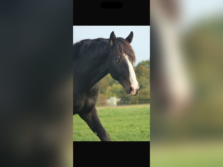 Westfaliano Caballo castrado 2 años 172 cm Morcillo in GüterslohG