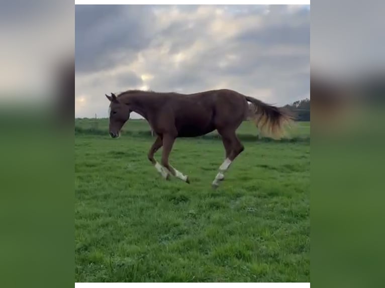 Westfaliano Caballo castrado 2 años Alazán in Haigerloch