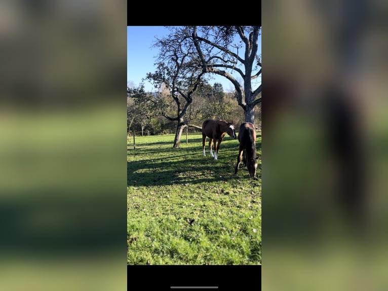 Westfaliano Caballo castrado 2 años Alazán in Haigerloch