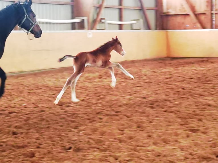 Westfaliano Caballo castrado 2 años Castaño in Frankenberg (Eder)