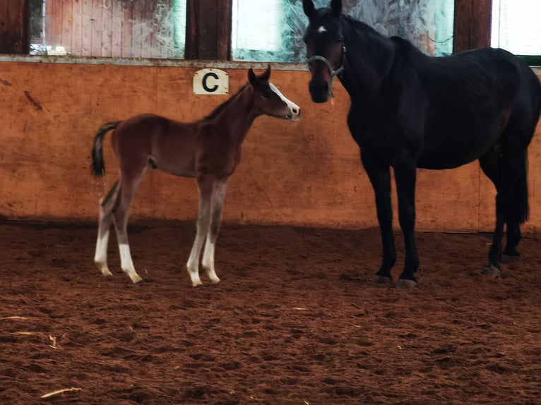 Westfaliano Caballo castrado 2 años Castaño in Frankenberg (Eder)