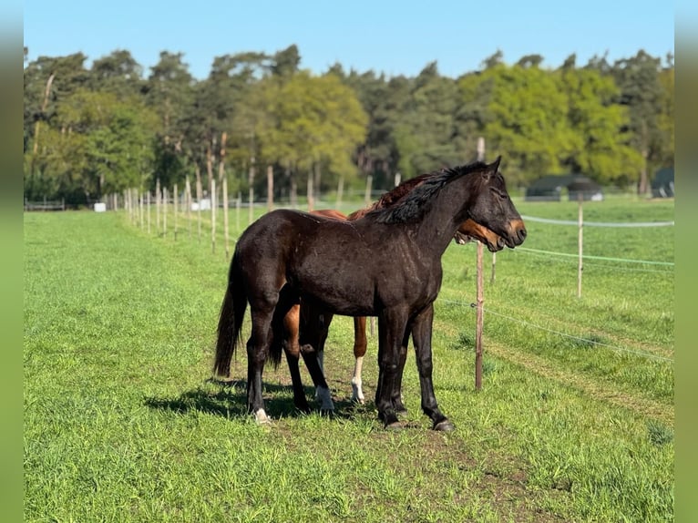 Westfaliano Caballo castrado 2 años Castaño oscuro in Neuenkirchen-V&#xF6;rden
