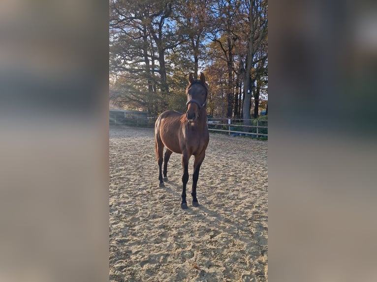 Westfaliano Caballo castrado 2 años Castaño oscuro in Marl