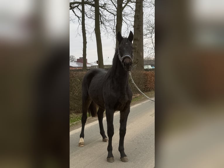 Westfaliano Caballo castrado 2 años Morcillo in Neuenkirchen-V&#xF6;rden