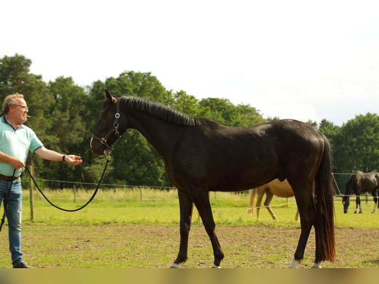 Westfaliano Caballo castrado 3 años 156 cm Negro in Alpen