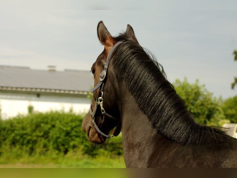 Westfaliano Caballo castrado 3 años 156 cm Negro in Alpen