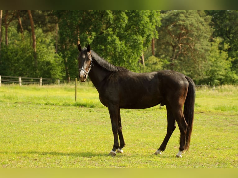 Westfaliano Caballo castrado 3 años 156 cm Negro in Alpen