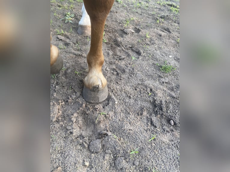 Westfaliano Caballo castrado 3 años 157 cm Alazán in Recke