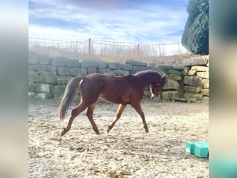 Westfaliano Caballo castrado 3 años 160 cm Alazán rojizo in Lindlar