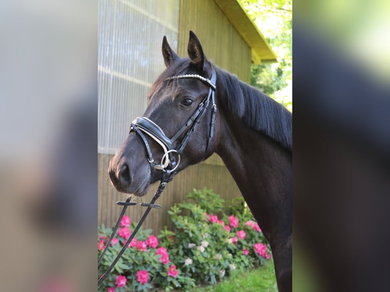Westfaliano Caballo castrado 3 años 161 cm Negro in Fürstenau