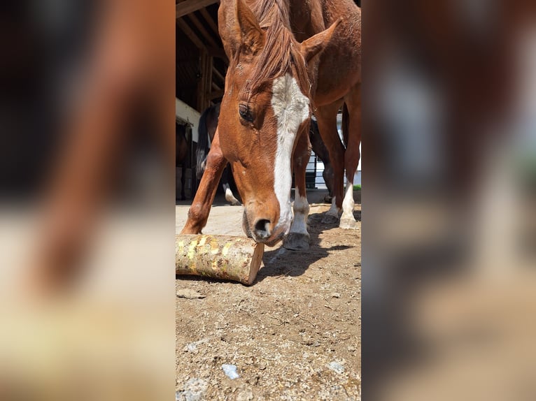 Westfaliano Caballo castrado 3 años 162 cm Alazán in Lennestadt