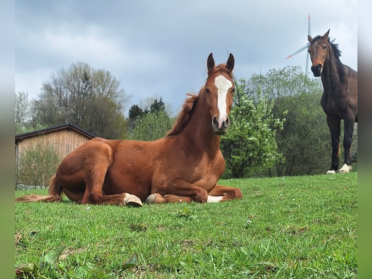 Westfaliano Caballo castrado 3 años 162 cm Alazán in Lennestadt