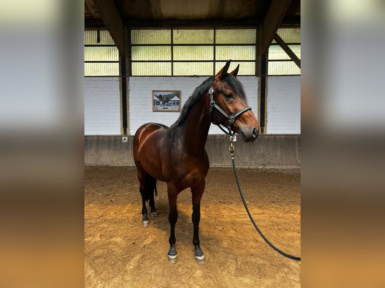 Westfaliano Caballo castrado 3 años 162 cm Castaño in Viersen