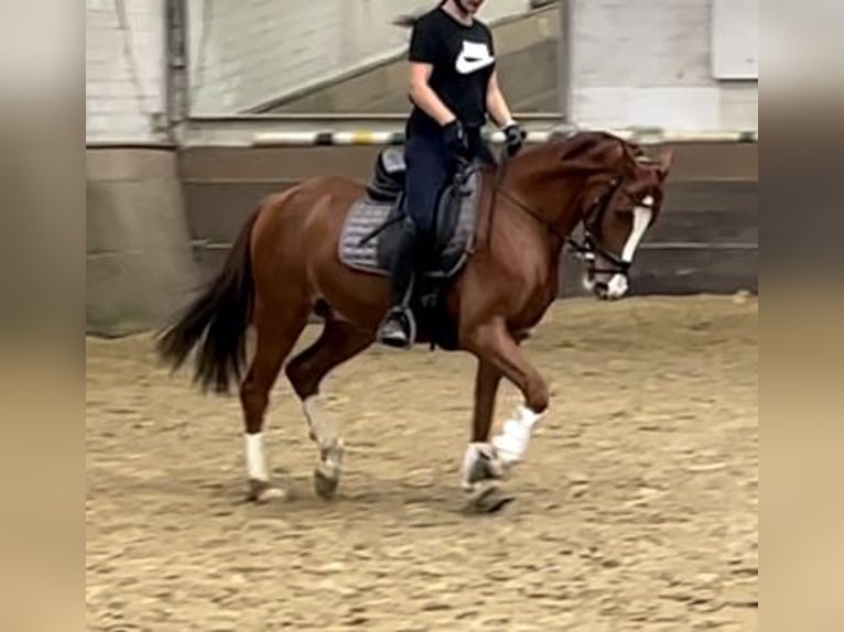 Westfaliano Caballo castrado 3 años 163 cm Alazán in K&#xF6;ln