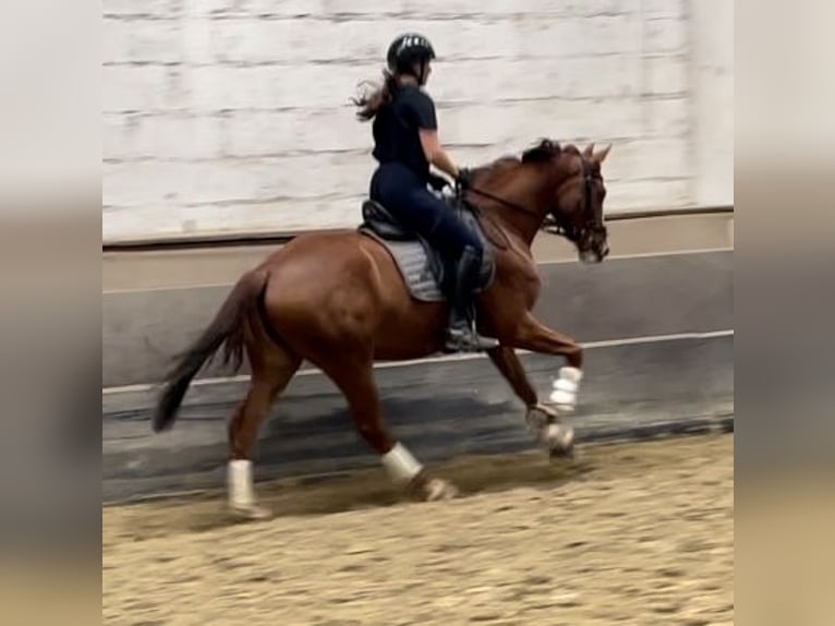 Westfaliano Caballo castrado 3 años 163 cm Alazán in K&#xF6;ln